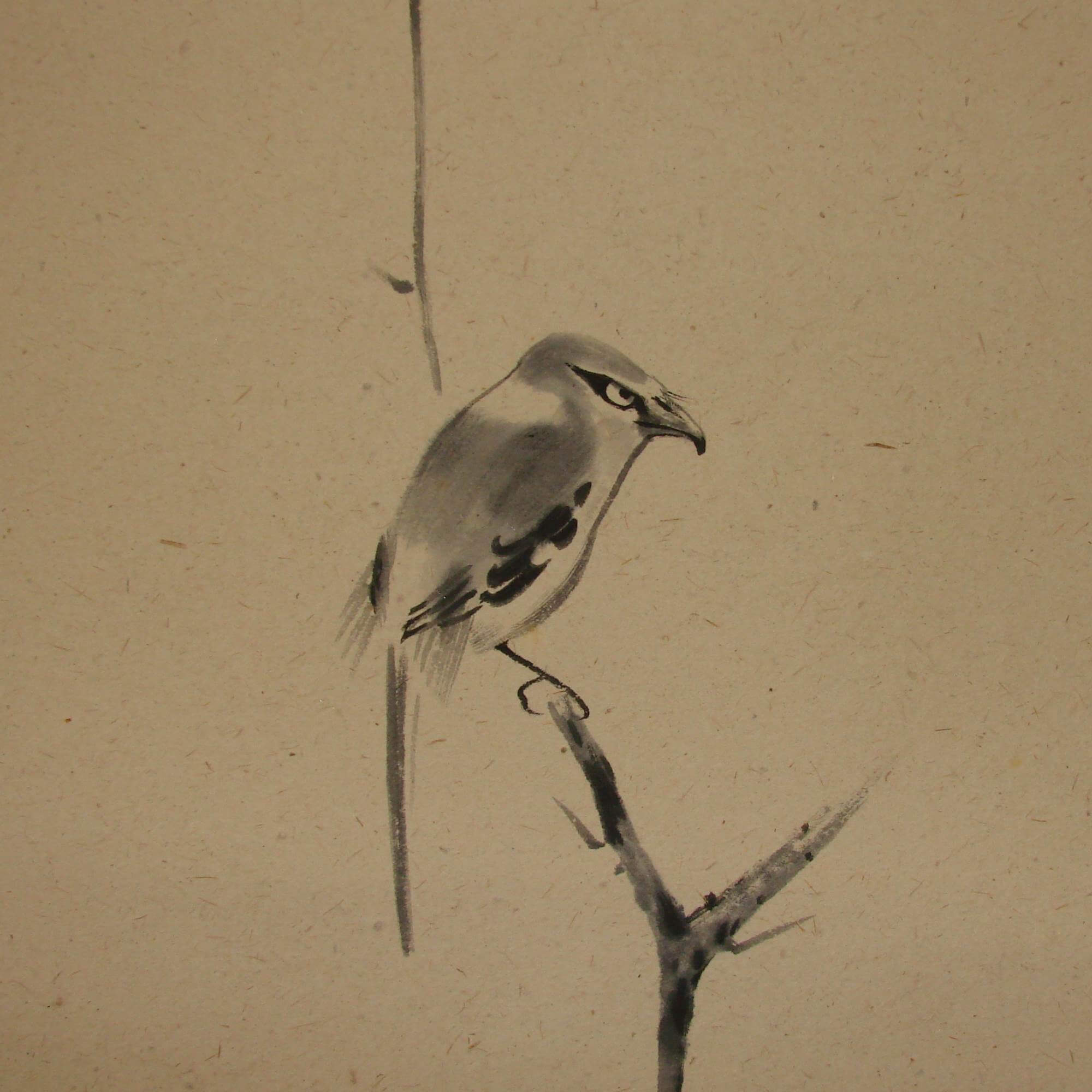 Shrike